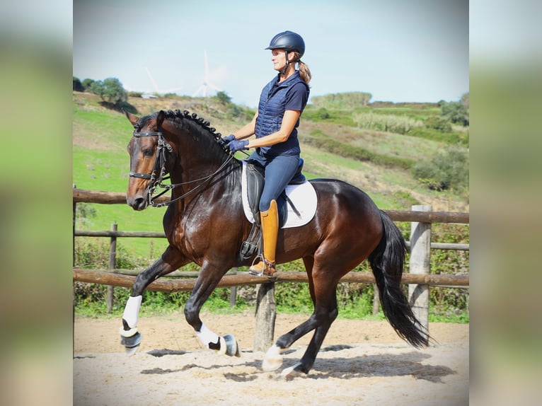 Lusitanien Étalon 7 Ans 165 cm Bai brun in Ribamar