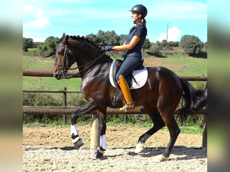 Lusitanien Étalon 7 Ans 165 cm Bai brun in Ribamar