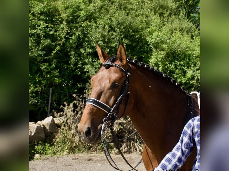 Lusitanien Étalon 7 Ans 165 cm Bai cerise in Espirdo