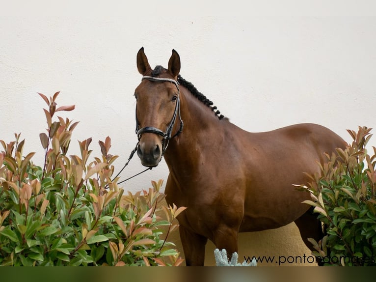 Lusitanien Étalon 7 Ans 165 cm Bai cerise in Espirdo