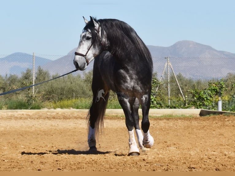 Lusitanien Étalon 7 Ans 166 cm Gris in Provinz Granada