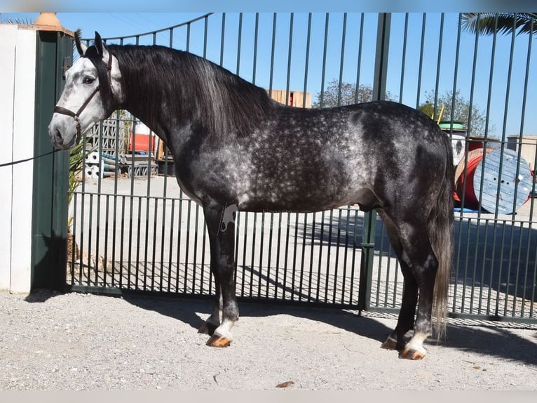 Lusitanien Étalon 7 Ans 166 cm Gris in Provinz Granada