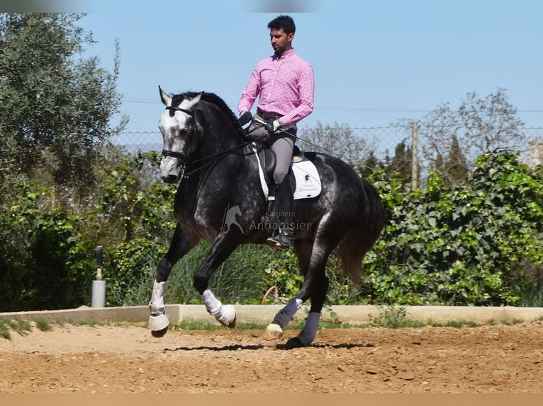 Lusitanien Étalon 7 Ans 166 cm Gris in Provinz Granada