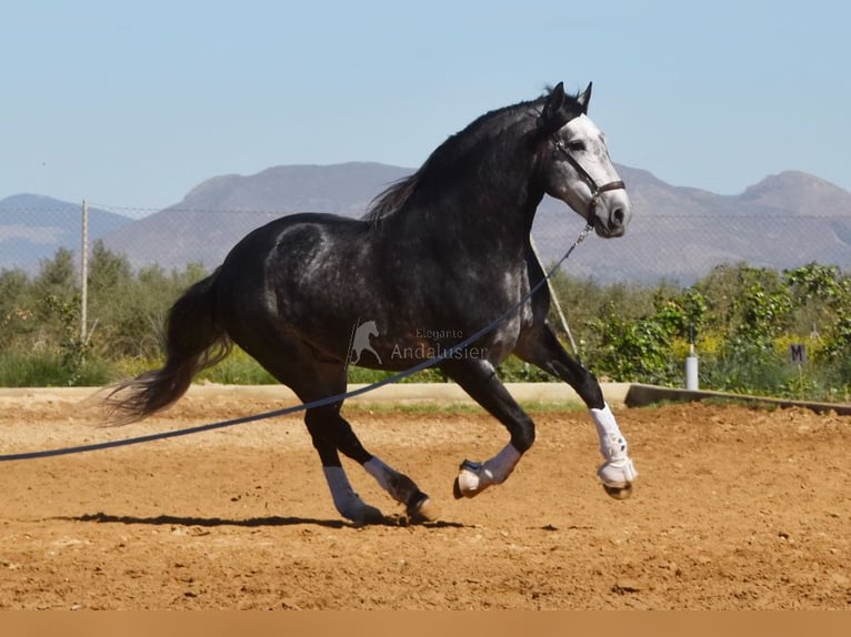 Lusitanien Étalon 7 Ans 166 cm Gris in Provinz Granada