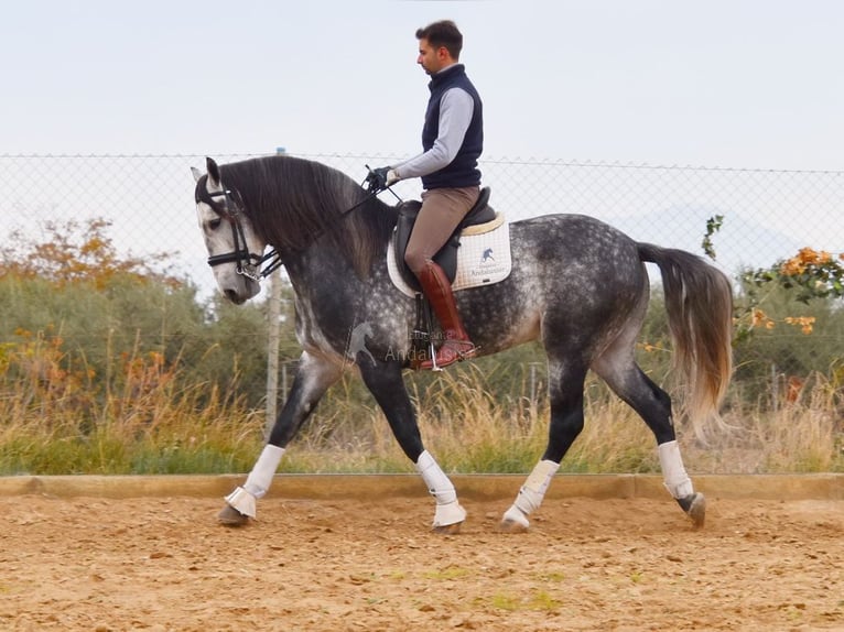 Lusitanien Étalon 7 Ans 166 cm Gris in Provinz Granada