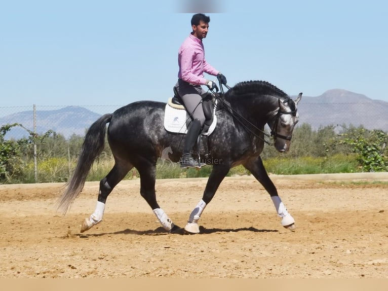 Lusitanien Étalon 7 Ans 166 cm Gris in Provinz Granada