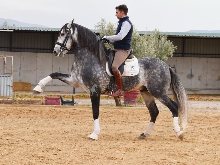 Lusitanien Étalon 7 Ans 166 cm Gris in Provinz Granada