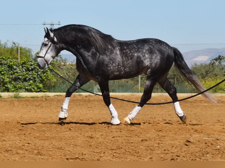 Lusitanien Étalon 7 Ans 166 cm Gris in Provinz Granada