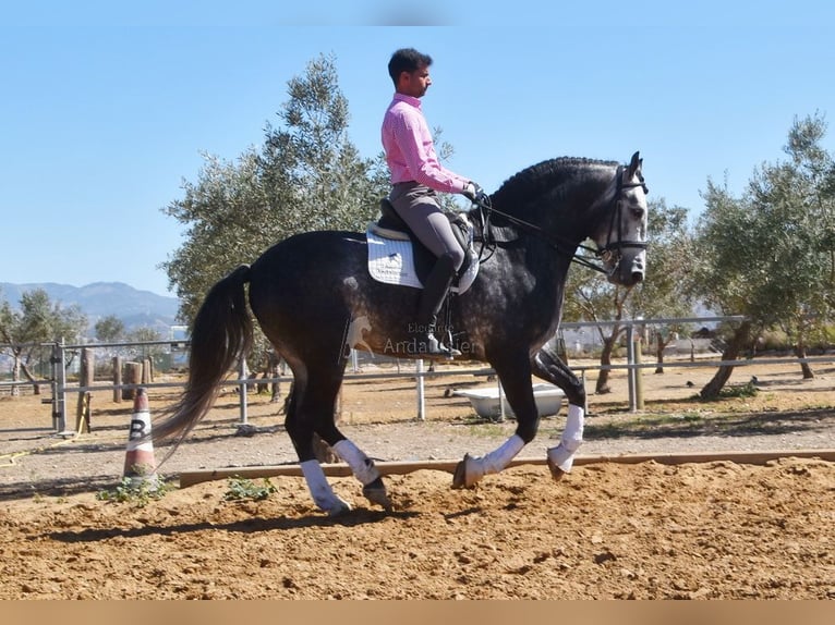 Lusitanien Étalon 7 Ans 166 cm Gris in Provinz Granada