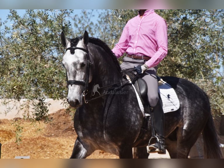 Lusitanien Étalon 7 Ans 166 cm Gris in Provinz Granada