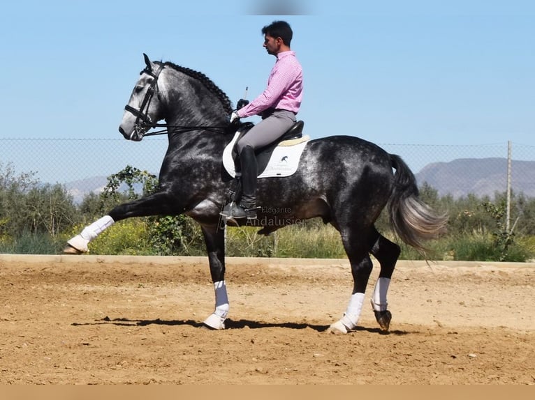 Lusitanien Étalon 7 Ans 166 cm Gris in Provinz Granada