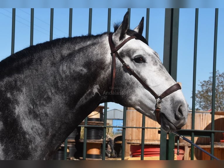 Lusitanien Étalon 7 Ans 166 cm Gris in Provinz Granada