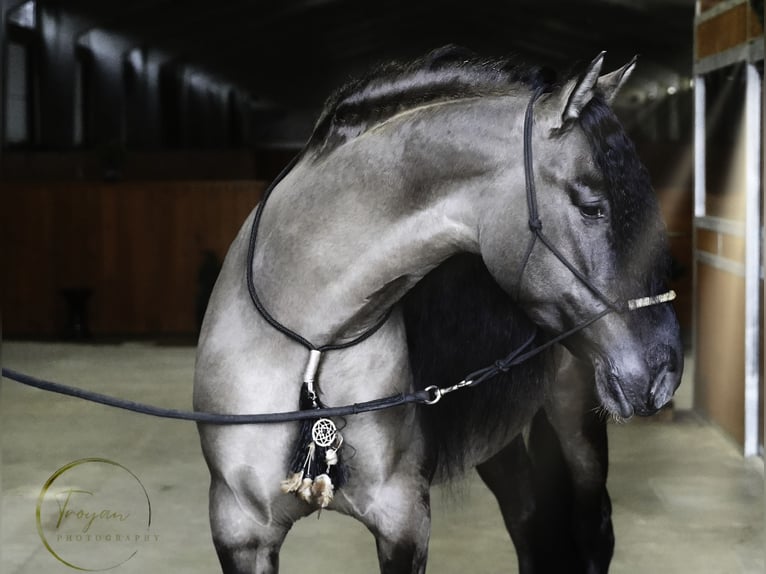 Lusitanien Croisé Étalon 7 Ans 166 cm Grullo in HEUVELLAND