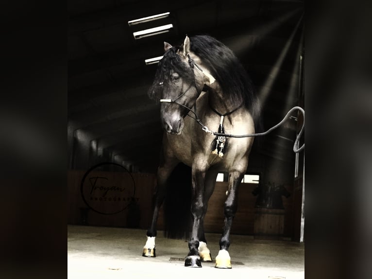 Lusitanien Croisé Étalon 7 Ans 166 cm Grullo in HEUVELLAND