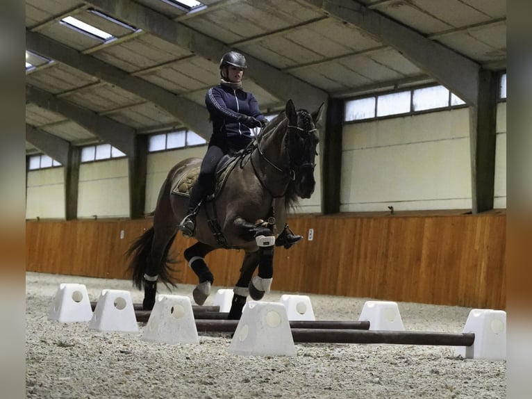 Lusitanien Croisé Étalon 7 Ans 166 cm Grullo in HEUVELLAND