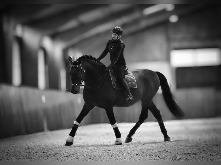 Lusitanien Croisé Étalon 7 Ans 166 cm Grullo in HEUVELLAND