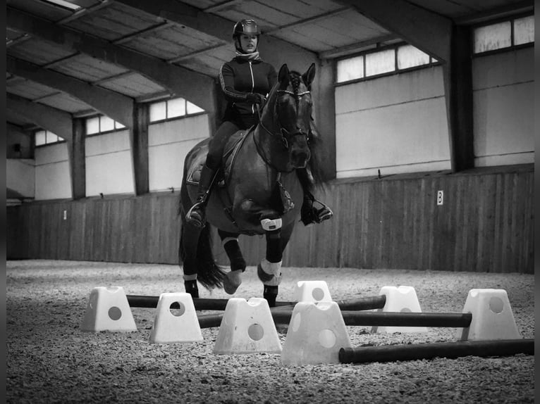 Lusitanien Croisé Étalon 7 Ans 166 cm Grullo in HEUVELLAND