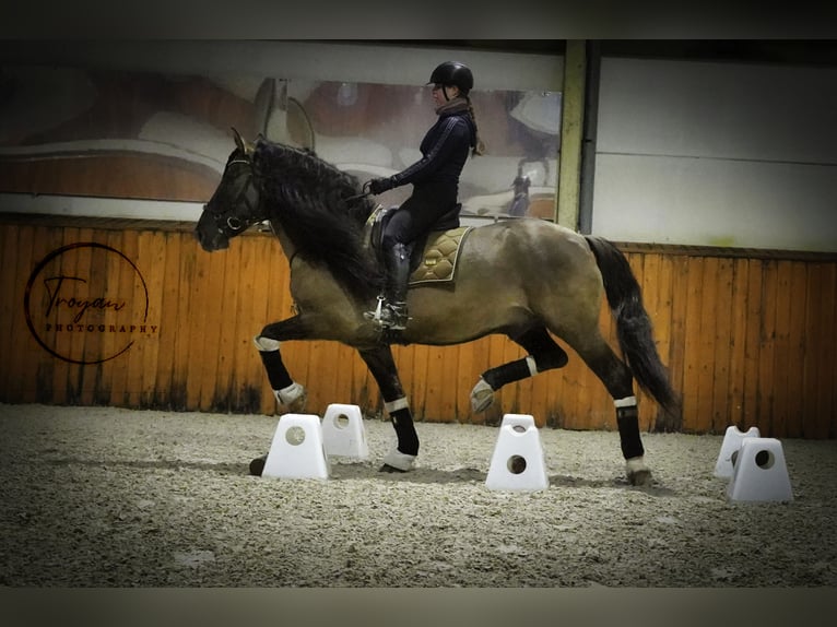 Lusitanien Croisé Étalon 7 Ans 166 cm Grullo in HEUVELLAND