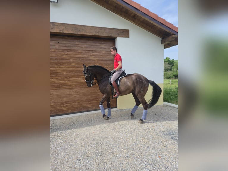 Lusitanien Étalon 7 Ans 168 cm Bai brun in Santander