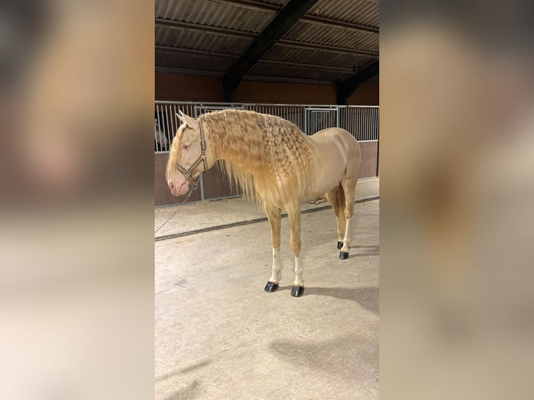 Lusitanien Étalon 7 Ans 172 cm Cremello in Martfeld