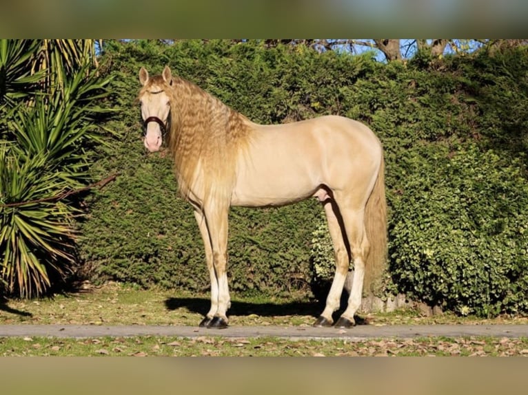 Lusitanien Étalon 7 Ans 172 cm Cremello in Martfeld