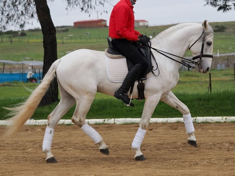 Lusitanien Étalon 8 Ans 160 cm Gris in Navas Del Madroño