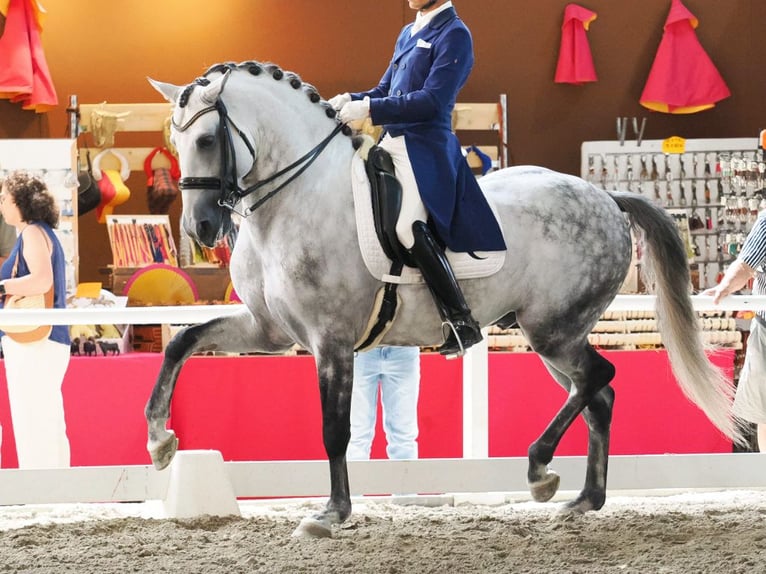Lusitanien Étalon 8 Ans 160 cm Gris in Navas Del Madroño