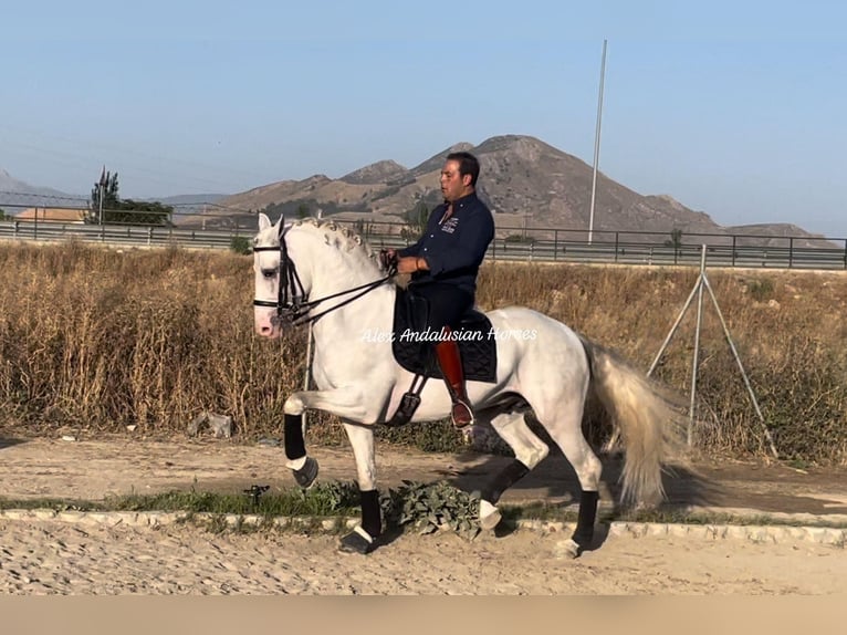 Lusitanien Étalon 8 Ans 161 cm Blanc in Sevilla