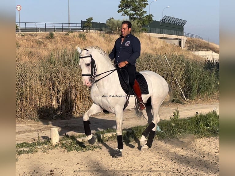 Lusitanien Étalon 8 Ans 161 cm Blanc in Sevilla