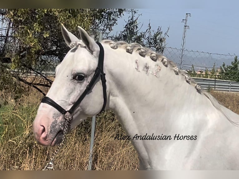 Lusitanien Étalon 8 Ans 161 cm Blanc in Sevilla