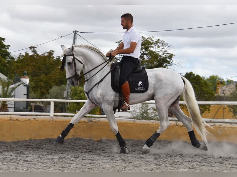 Lusitanien Étalon 8 Ans 163 cm Gris in Provinz Granada