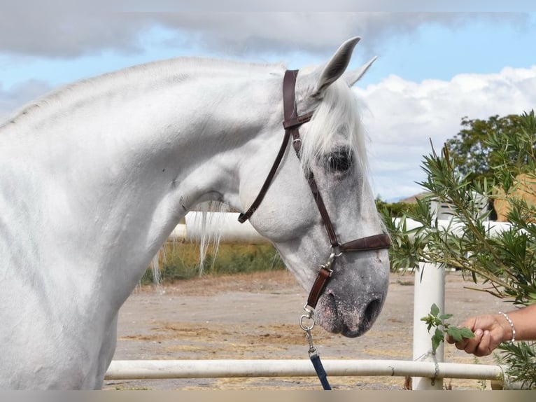 Lusitanien Étalon 8 Ans 163 cm Gris in Provinz Granada