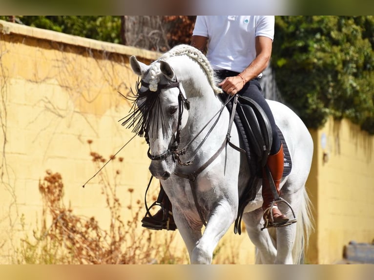 Lusitanien Étalon 8 Ans 163 cm Gris in Provinz Granada