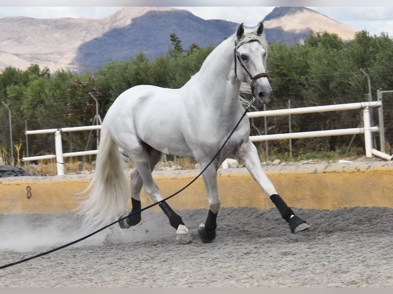 Lusitanien Étalon 8 Ans 163 cm Gris in Provinz Granada