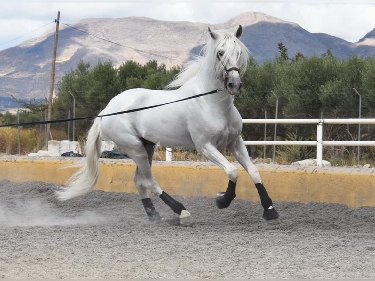 Lusitanien Étalon 8 Ans 163 cm Gris in Provinz Granada