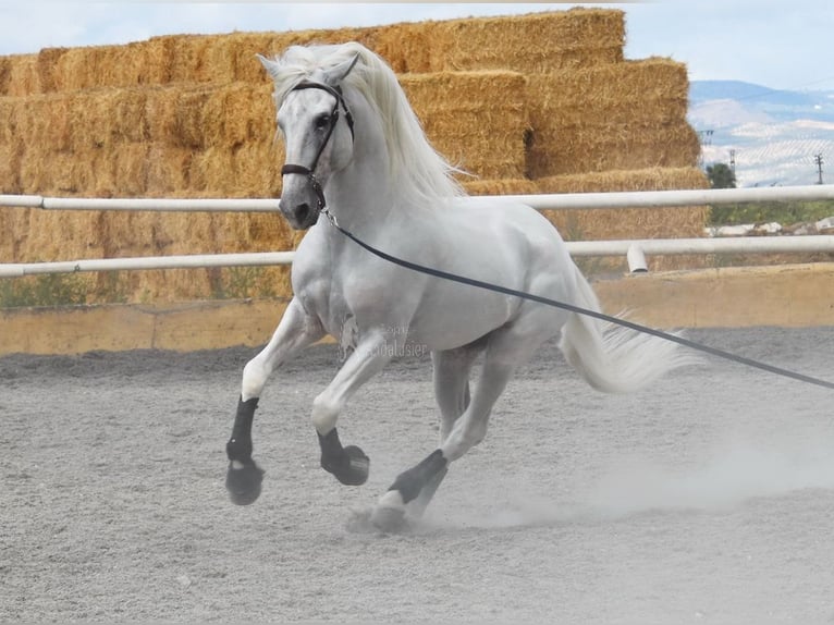 Lusitanien Étalon 8 Ans 163 cm Gris in Provinz Granada