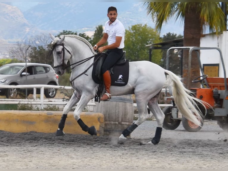 Lusitanien Étalon 8 Ans 163 cm Gris in Provinz Granada