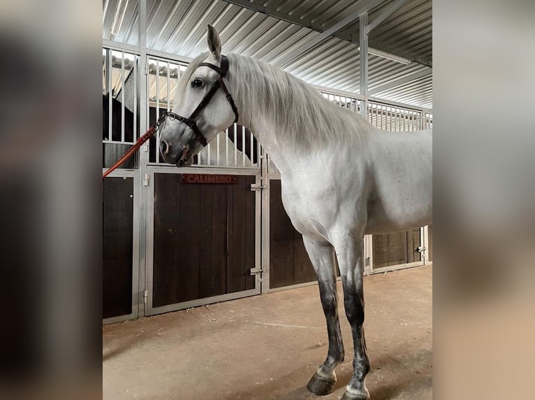 Lusitanien Étalon 8 Ans 163 cm Gris in Santa Marta