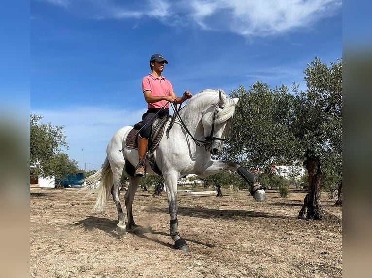 Lusitanien Étalon 8 Ans 163 cm Gris in Santa Marta