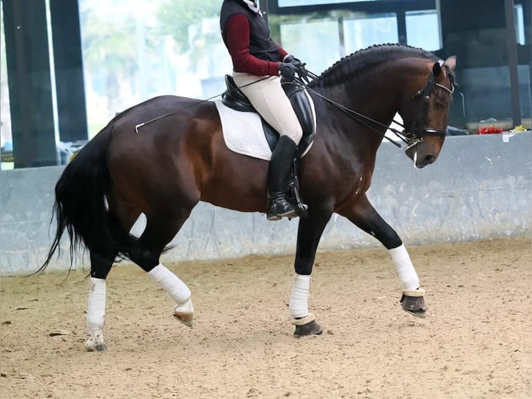 Lusitanien Étalon 8 Ans 164 cm Bai in Navas Del Madroño