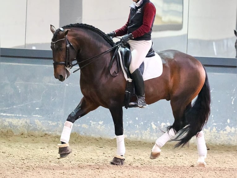 Lusitanien Étalon 8 Ans 164 cm Bai in Navas Del Madroño