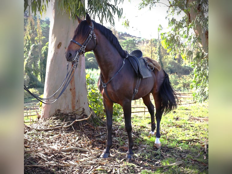 Lusitanien Étalon 8 Ans 165 cm Bai brun in Ribamar