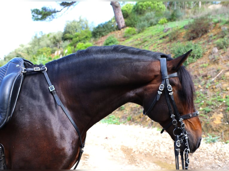 Lusitanien Étalon 8 Ans 165 cm Bai brun in Ribamar