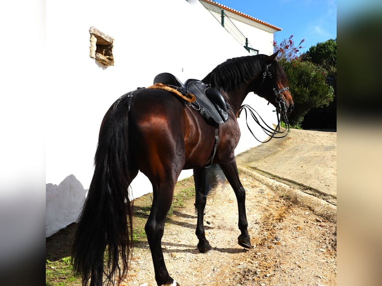 Lusitanien Étalon 8 Ans 165 cm Bai brun in Ribamar