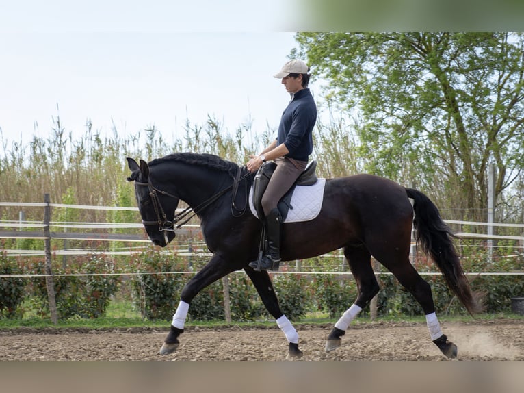 Lusitanien Étalon 8 Ans 165 cm Noir in Perpignan