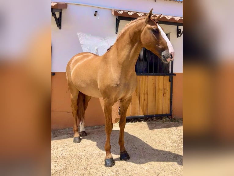Lusitanien Étalon 8 Ans 166 cm Alezan dun in Badajoz