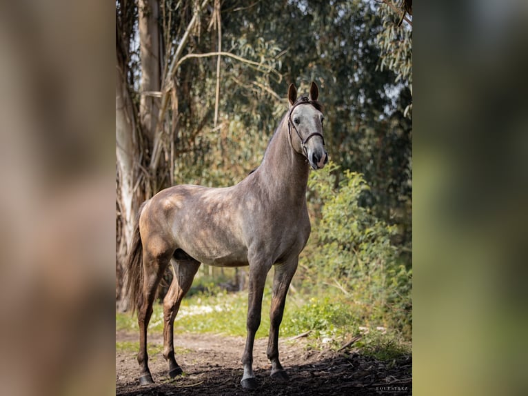 Lusitanien Étalon 8 Ans 169 cm Aubère in Alpiarça