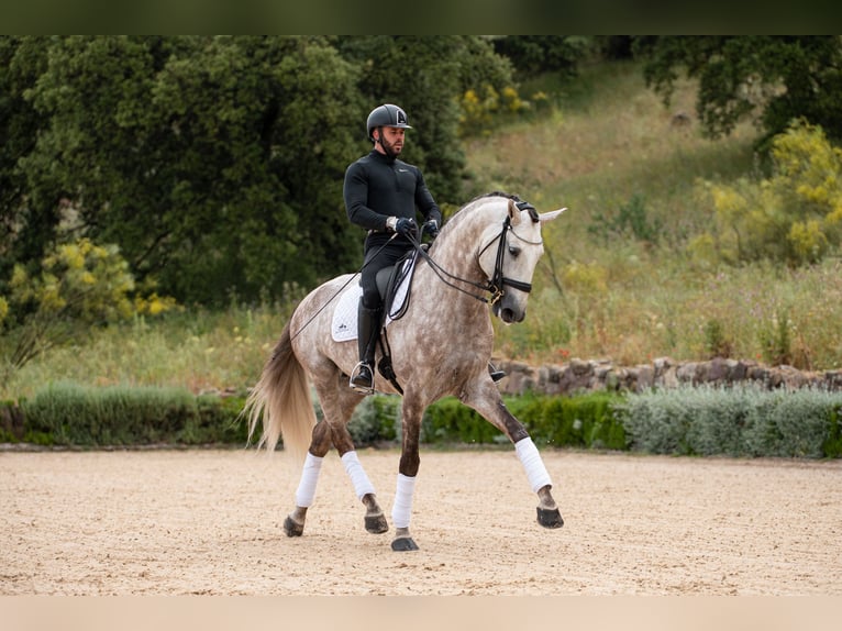 Lusitanien Étalon 8 Ans 170 cm Aubère in Jerez De La Frontera