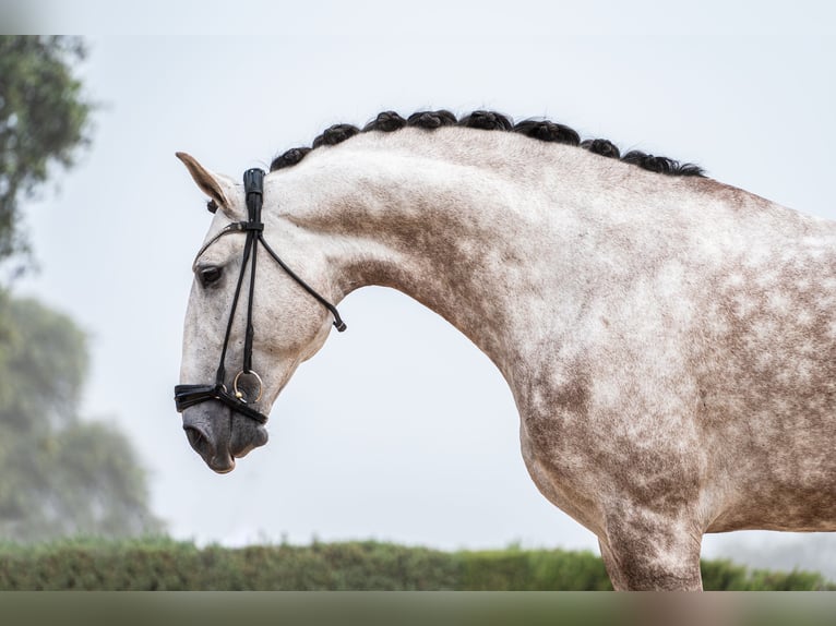 Lusitanien Étalon 8 Ans 170 cm Aubère in Jerez De La Frontera