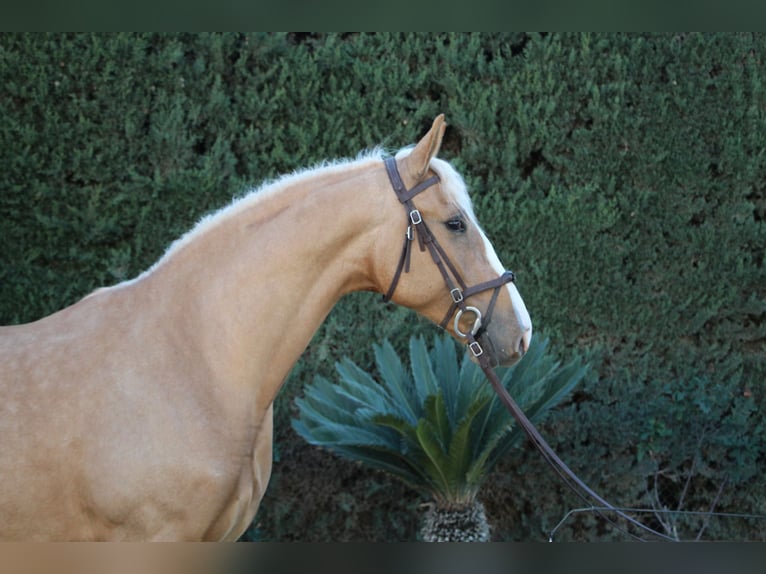 Lusitanien Croisé Étalon 8 Ans 170 cm Perle in La Rinconada